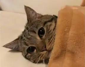 一只非要主人哄才能睡着的猫咪,得知原因,让人心疼不已
