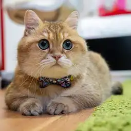 俄罗斯网红猫hosico圈粉百万网友ps恶搞太空箱中乖巧萌照
