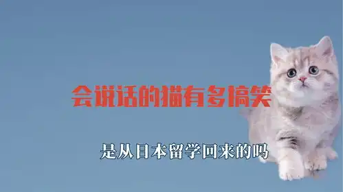 会说话的猫咪能有多搞笑,能和主人无障碍沟通,方言外语样样精通
