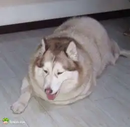 一位网友出差回来,看见当初反对他养狗的爸妈把二哈生生地养成了猪爷爷奶奶带孩子就是亲啊
