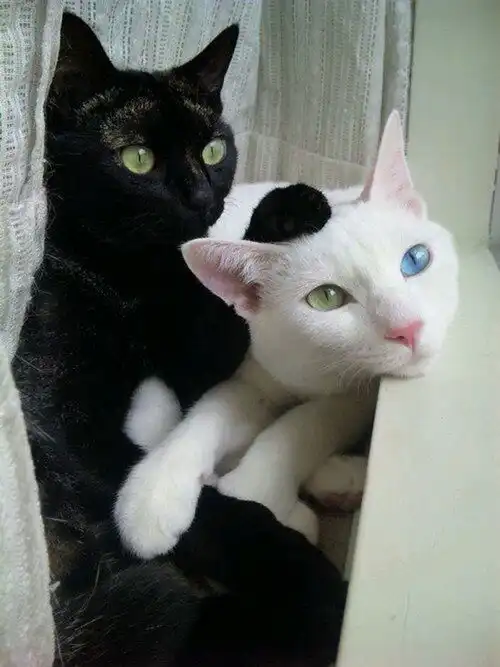 猫长脓样眼屎是怎么回事,猫咪眼屎多怎么清理
