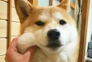 柴犬好养吗养柴犬的七大好处
