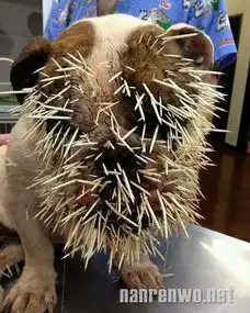 汪星人大战刺猬彻底完败
