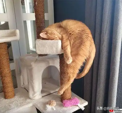 搞笑猫咪图片一箩筐,喵呜
