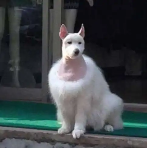 笑段子搞笑图片闹钟把猪给砸死了,时间果然是把杀猪刀啊
