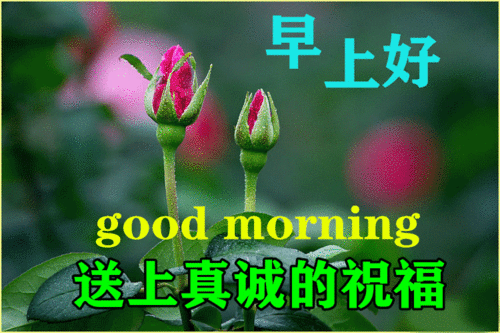 2021年特别好看的免打字早上好动态鲜花图片带字周四早安问候语动态图片合集
