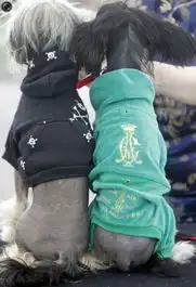 让人抓狂的狗狗时尚打扮
