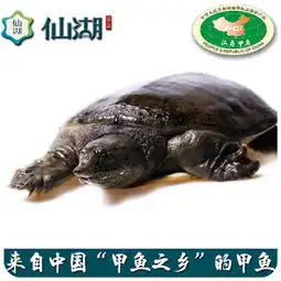 仙湖5年3斤生态汉寿甲鱼活体水鱼美食图片大全邮乐官方网站
