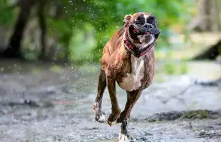 超萌匈牙利摄影师抓拍爱犬搞笑日常组图
