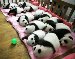 搞笑图片你看我的鞋带,我是用系鞋带的方法给你系的

