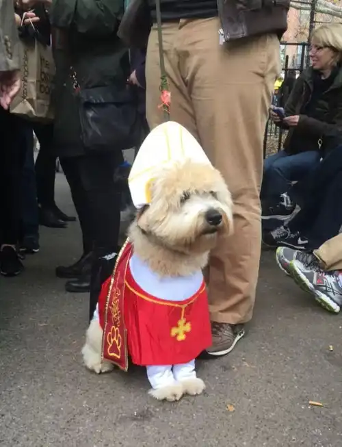 家有一狗如有一宝,狗狗界的选美比赛奇葩又搞笑,花样百出
