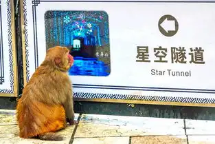 猴王谷看猴勿耍猴,三大纪律八项注意才有趣
