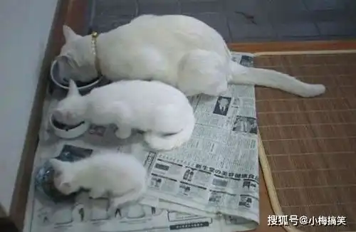 搞笑段子你看要饭的都有媳妇了,你的媳妇在哪呢

