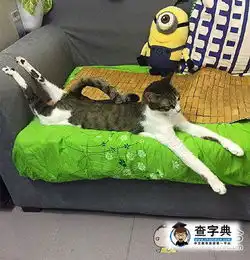铲屎的,快去开空调,热死朕了

