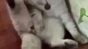 被医生捉去割蛋蛋那瞬间生无可恋的tony
