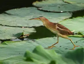 济南明湖黄苇鳽
