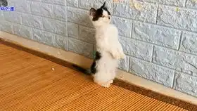 给小猫咪剪指甲,我们皮皮真的超级乖的
