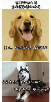 金毛vs哈士奇搞笑对比图片
