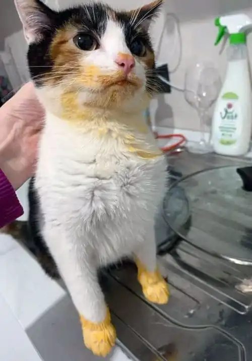 偷吃被抓包这些猫猫狗狗各种偷食物的现场,真是萌翻了
