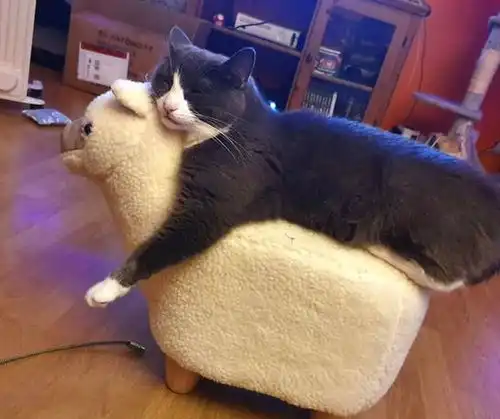 18张猫咪搞笑图片,像不像你和你家猫相爱相杀的日常,扎心了
