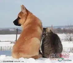 4猫儿上传于搜狐焦点网版主俱乐部论坛
