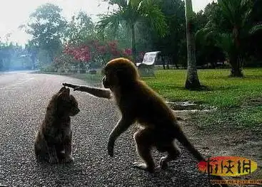 动物也幽默疯狂搞笑让人忍俊不禁动物趣味图

