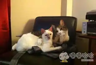 你们看我女朋友漂亮不搞笑图片
