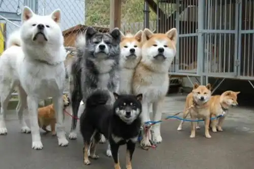 搞笑图片教你一秒分辨出秋田和柴犬的区别
