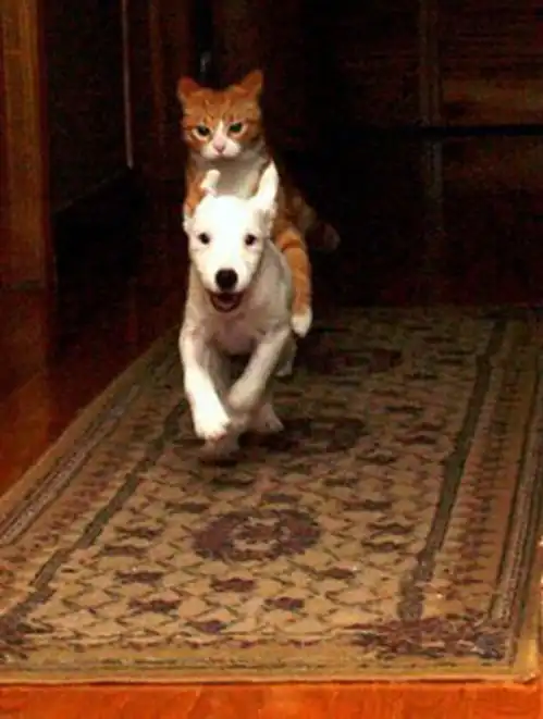 盘点动物界异类搭便车猴子骑猪引人爆笑
