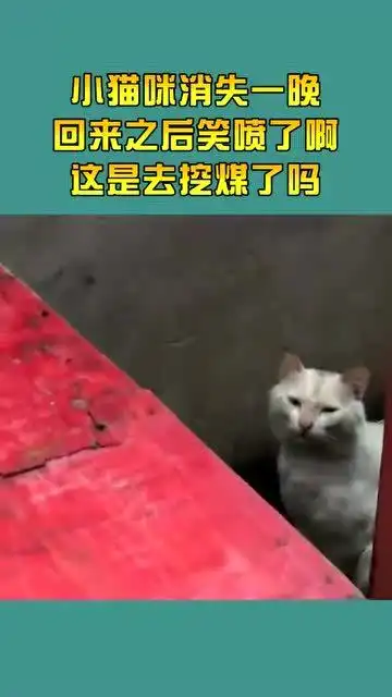 小猫咪消失一晚,回来之后笑喷了啊,这是去挖煤了吗
