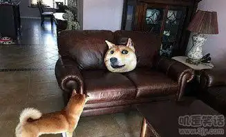 狗狗的新玩具搞笑图片
