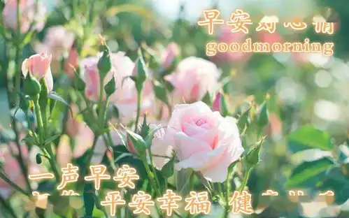 清晨祝福
