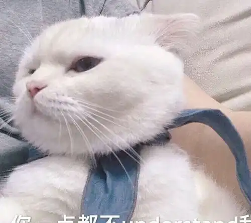 知道猫咪这个弱点,就能让你的猫咪对你百依百顺,收藏备查
