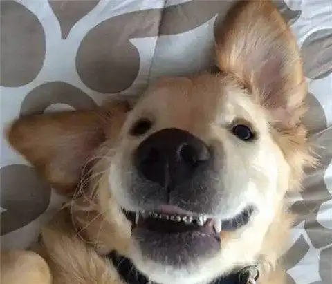 狗狗戴上矫正牙套画风瞬间变得不一样了
