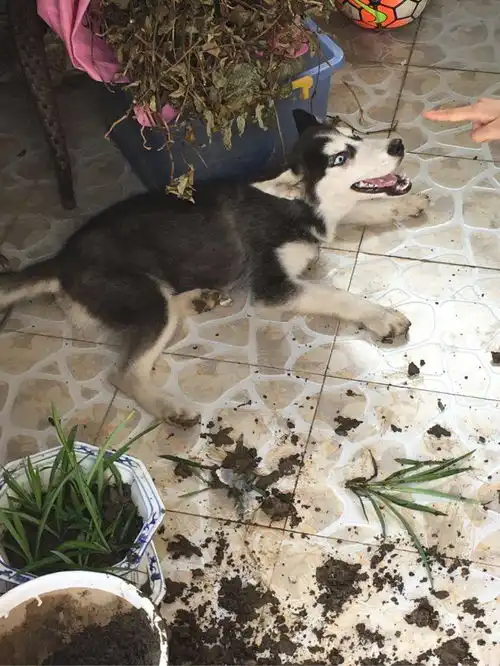 骗老爸说养二哈挺不错,结果看到老爸遛狗的照片,我想将它送人
