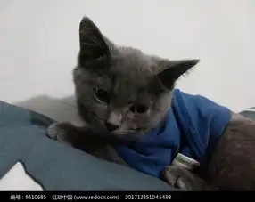 冷漠的猫高清图片下载红动网
