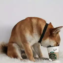 盘点让人忍俊不禁的搞笑动物萌态
