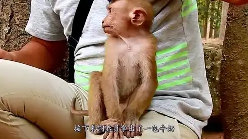 猴子靠在墙边伤心的哭泣,饲养员好奇靠近,接下来发生有趣一幕
