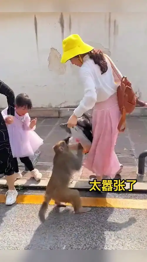这估计是峨眉山的猴子搞笑配音看一遍笑一遍搞笑视频
