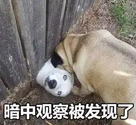 刚搬了新家的大德牧发现了邻居家的汪后...
