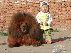 在拉萨,最常见的狗狗不是只有藏獒
