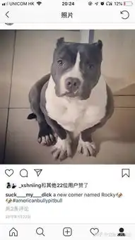 养一只美国恶霸犬是一种什么体验
