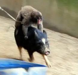盘点动物界异类搭便车猴子骑猪引人爆笑
