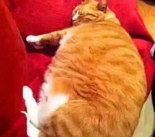 橘猫越长越胖,主人以为它怀孕了带去医院,医生的话让她笑翻了
