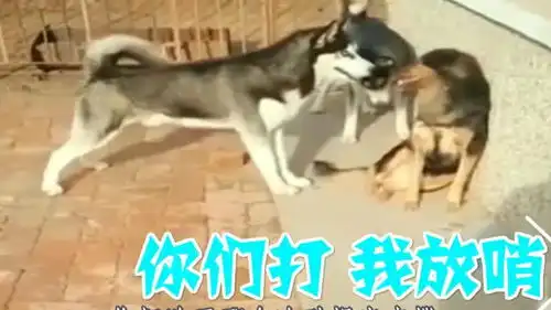爆笑四川话配音谁说二哈打架不可靠,旁边还有个在放哨
