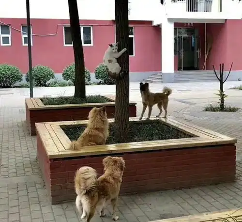 搞笑gif图片笑话段子我哥向暗恋的妹子表白
