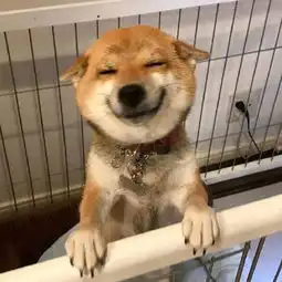 可爱搞笑的萌狗图片壁纸甜美笑容迷人眼睛没了
