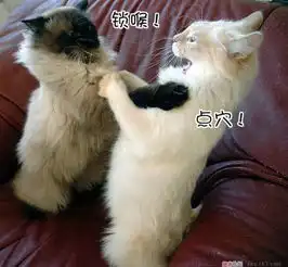 萌喵不服狗狗和猫咪智商大pk,谁才是当之无愧的冰雪聪明
