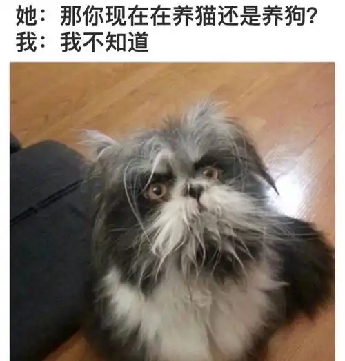 搞笑趣图我随意走进房间,刚好目击到我家猫想谋杀我家狗狗

