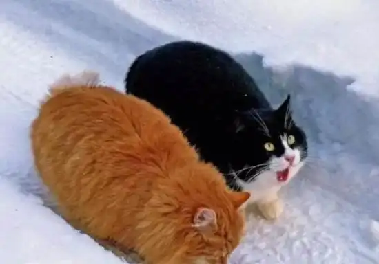 猫咪在奶奶家的日子过得太滋润,成这个猪样太丢喵星人的脸了
